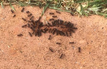 Pest Control Ballarat