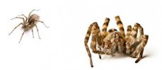 Pest Control Ballarat