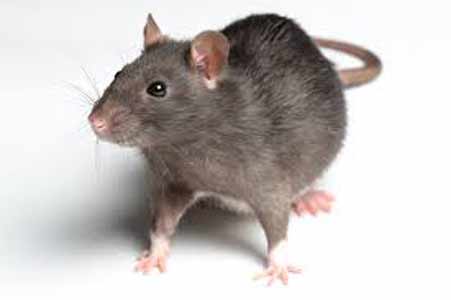 Pest Control Ballarat