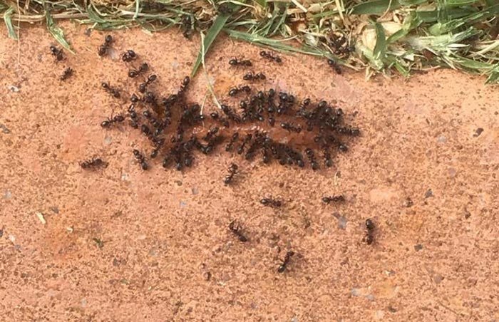 Pest Control Ballarat