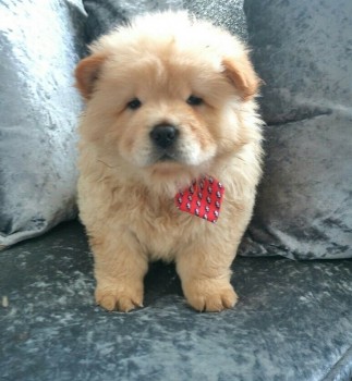 Registered Cream And Black Chow Chow pu