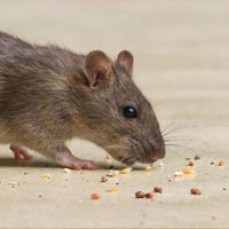 Pest Control Bendigo