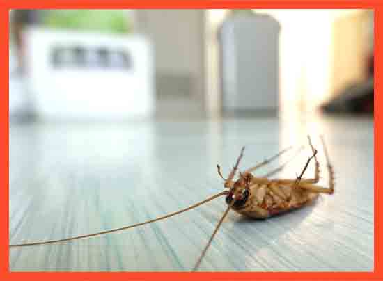 Pest Control Bendigo