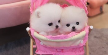 2 Super Tiny Pomerania Puppies
