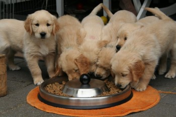 Male and Female Golden Retriever Puppies