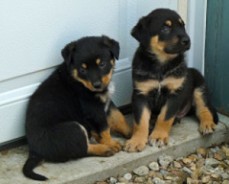 German Rottweiler Puppies