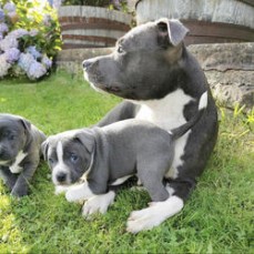 4 Beautiful Blue Staffordshire Puppies a