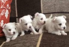 Beautiful Maltese puppies for sale