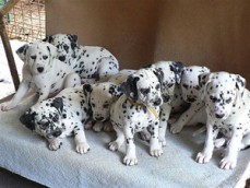 Healthy And Playful Dalmatian Puppies