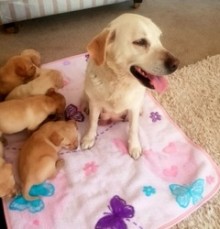 Lovely Chunky Labrador Retriever Puppies