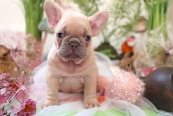 French bulldog looking for new homes 