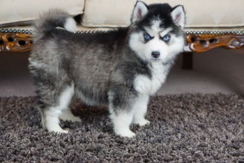 Home trained Husky puppies for Rehoming