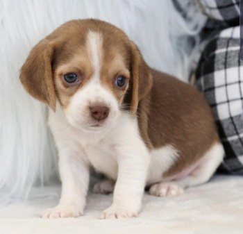 lovely Beagle puppies available 