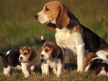 Beagle puppies  ready for new happy and 