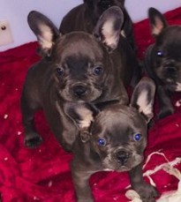 Affordable French Bulldog puppies