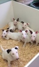 English Bull Terrier Puppies  These pupp