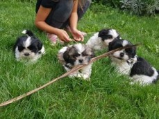 Shih Tzu Puppies ready to leave