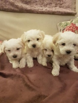 Males and females Maltese Puppies for yo