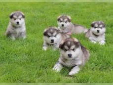 Alaskan Malamute Puppies ready for new h