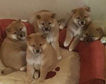 Amazing Shiba Inu Puppies Looking for a 