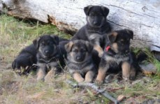 German Shepherd Puppies  