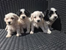 Stunning Maltipoo Puppies