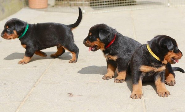 Beauceron puppies