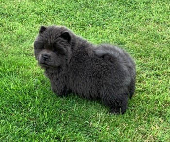 Great Chow Chow puppies for sell 