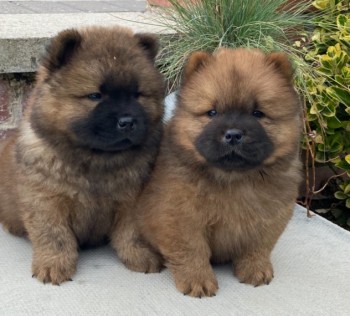 Great Chow Chow puppies for sell 