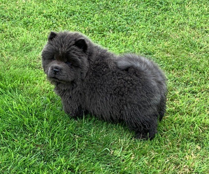 Great Chow Chow puppies for sell 