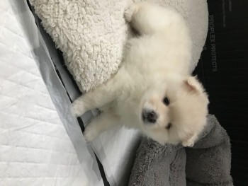 Pomsky puppies available 