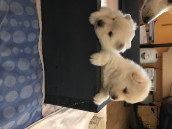 Pomsky puppies available 