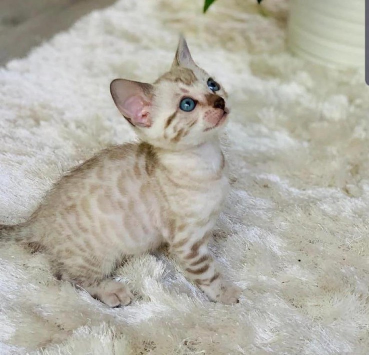 Lovely Bengal Kitten available 