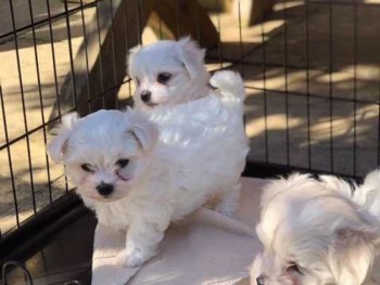 Maltese Puppies looking for a new loving