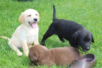 Labrador Puppies now ready to go to new 