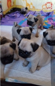 Quality Pug Puppies ready for a new home