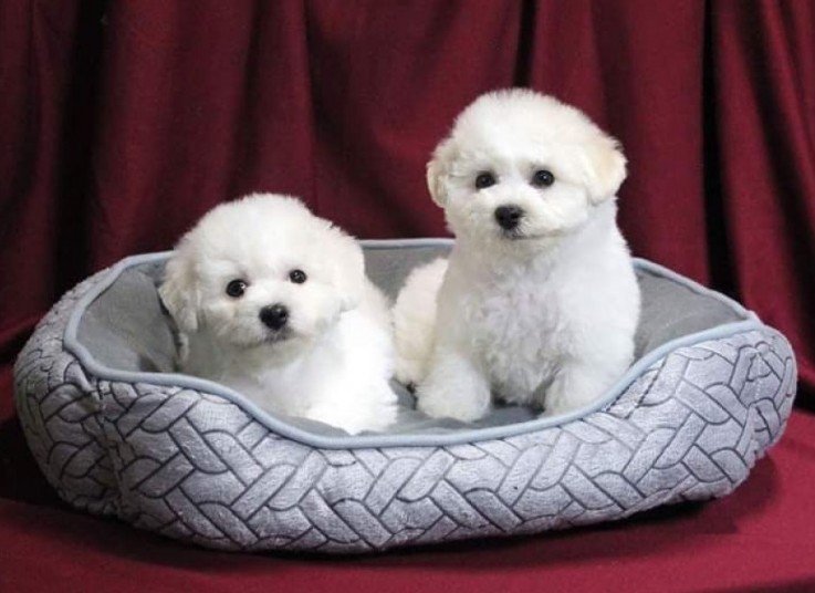 Bichon frise puppies