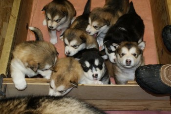 Socialized Alaskan Malamute puppies for 