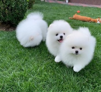 Pomeranian Puppies - Two Left!