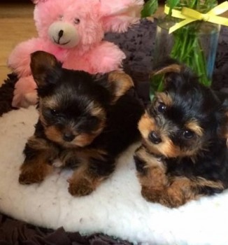 Best quality Tea-cup Yorkie Puppies