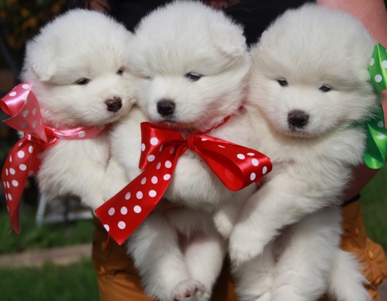 Samoyed puppies