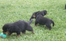 Male and Female Rottweiler puppies