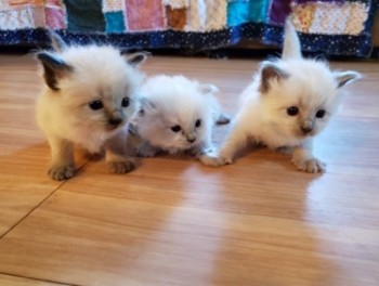 Ragdoll kittens Ready for adoption! to g