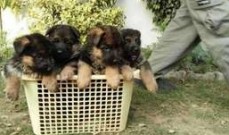 Male & Female German Shepherd Puppies