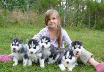 Siberian Husky puppies.