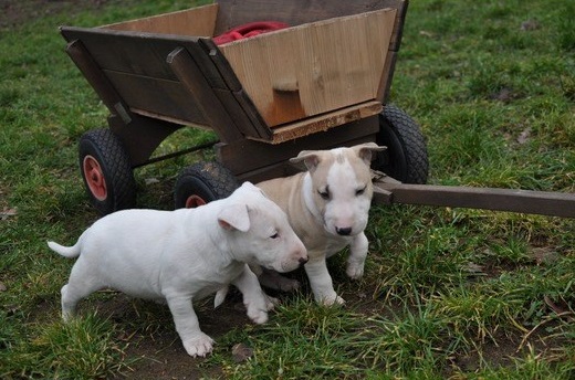 Bull Terrier puppies.