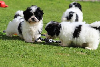 Shih Tzu Puppies, Looking For New Homes