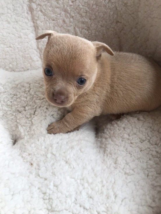 ADORABLE CHIHUAHUA PUPPIES FOR SALE