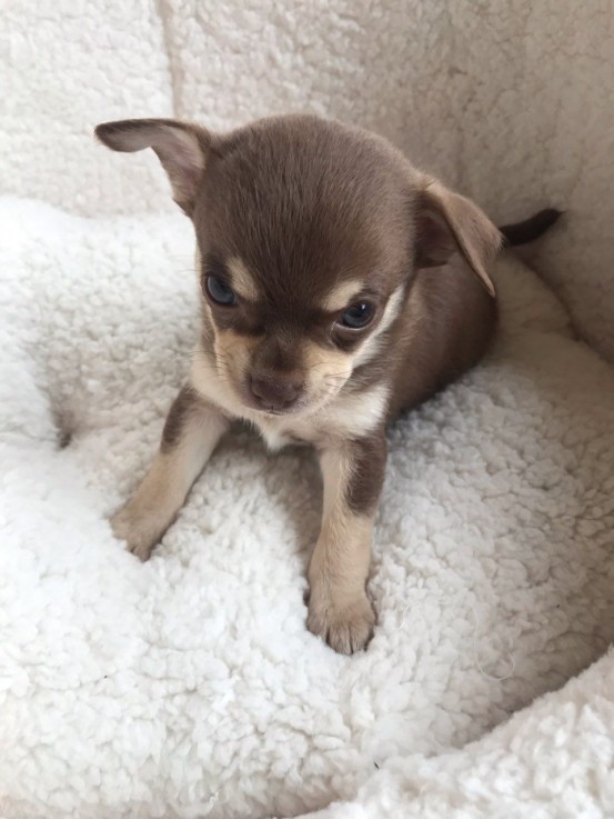 ADORABLE CHIHUAHUA PUPPIES FOR SALE