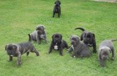 Purebred Cane Corso puppies 